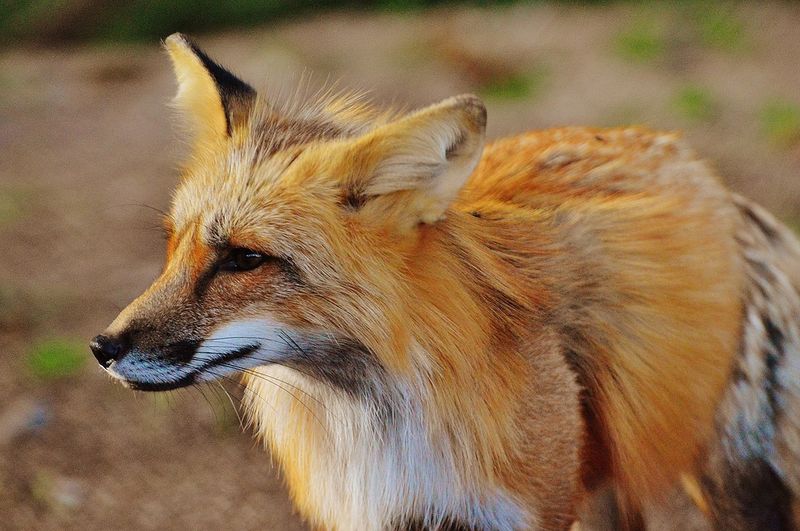 Darf Man In Deutschland Einen Fuchs Als Haustier Halten Er hat einen Fuchs als Haustier...