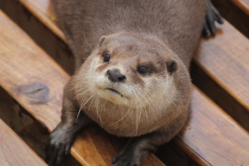 Ein Otter mit ungewöhnlichen Freunden!
