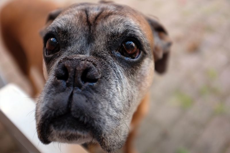 Hunde-Probleme, die Menschen einfach nicht verstehen