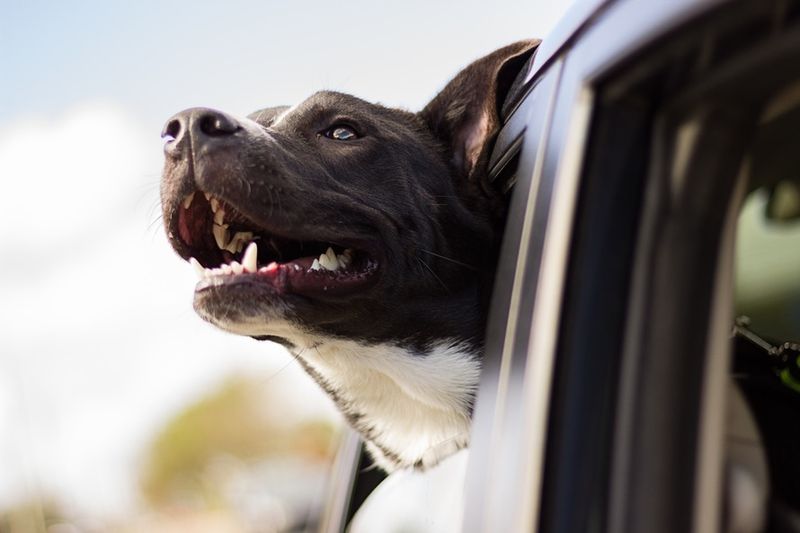 Hunde-Probleme, die Menschen einfach nicht verstehen