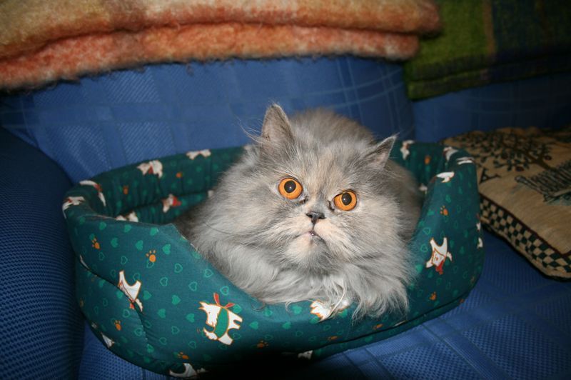Anzeichen Dass Deine Katze Dich Töten Will