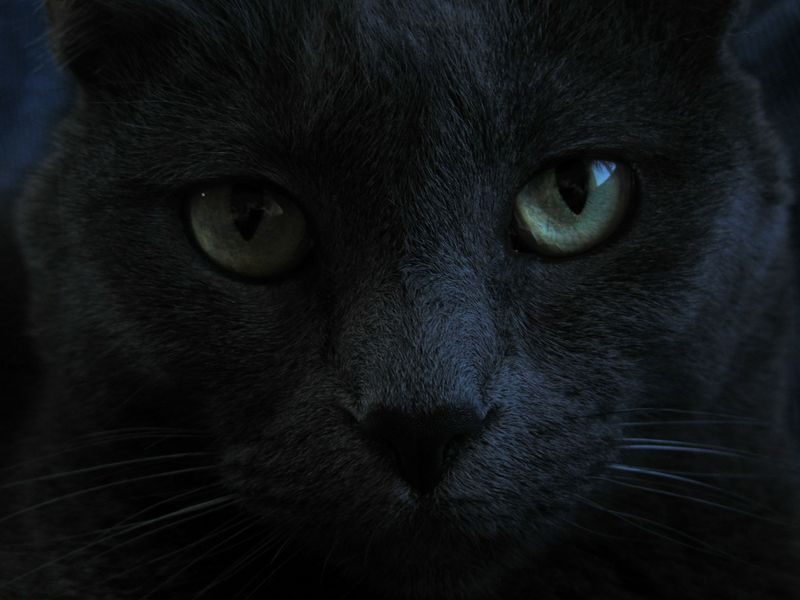 Anzeichen Dass Deine Katze Dich Töten Will
