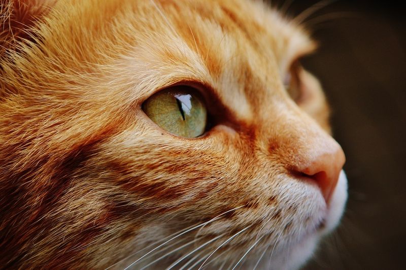 Perfider Mordversuch an einer Katze
