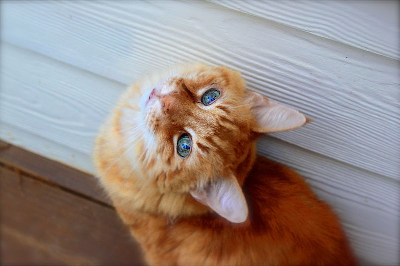 Perfider Mordversuch an einer Katze