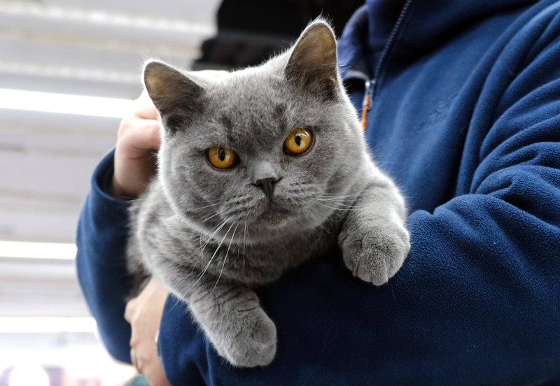 Katzen suchen den Kontakt zu Menschen, wenn sie etwas Bestimmtes wollen.