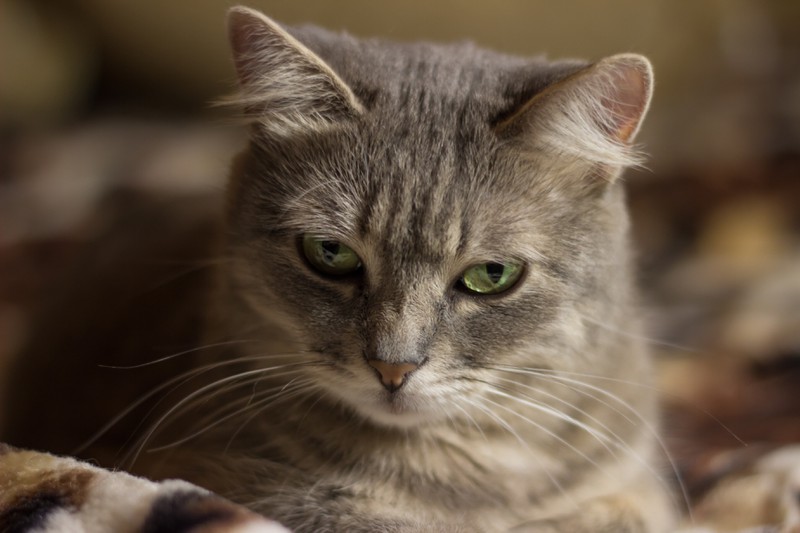 Menschen verstehen das Schnurren der Katze häufig falsch!