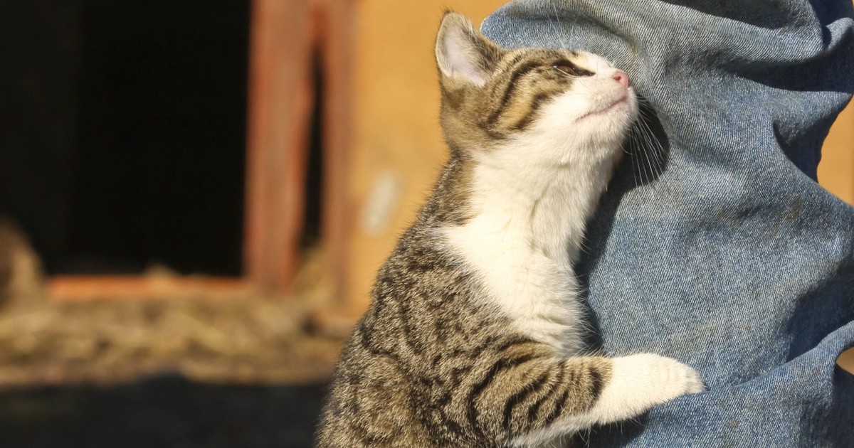 Laut Wissenschaft: Reden Katzen mit uns?