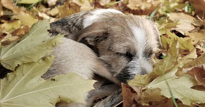 Verrückte Hundesammlerin zeigt einen Einblick in ein Leben des Grauens