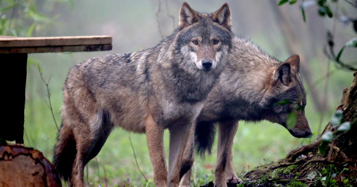 So sehr hat sich der Wolf in Deutschland bereits vermehrt