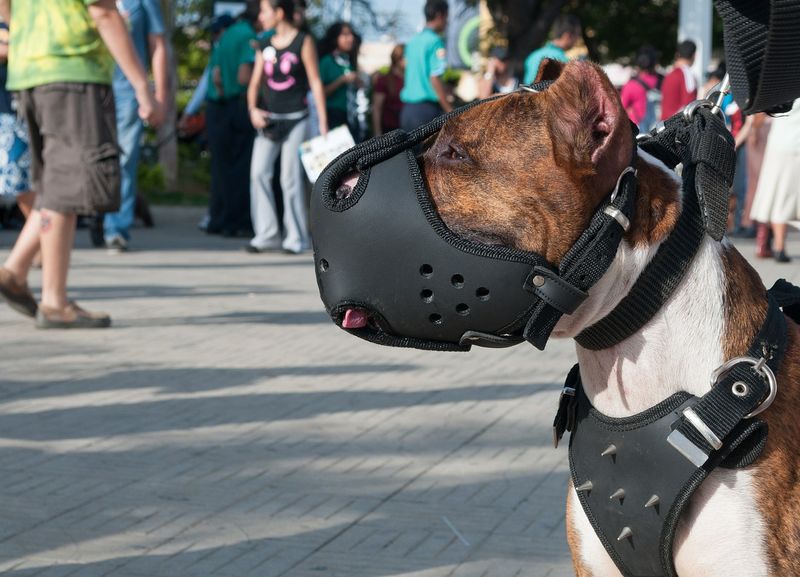 Diese Hunde müssen einen Wesenstest machen