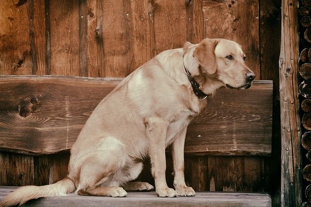 So leben auch Hunde-Senioren noch lange glücklich