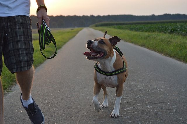 So leben auch Hunde-Senioren noch lange glücklich