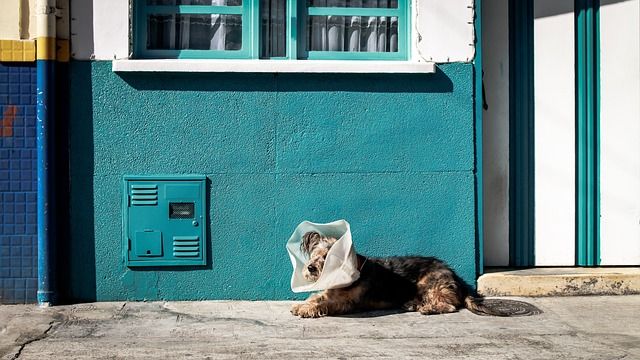 So leben auch Hunde-Senioren noch lange glücklich