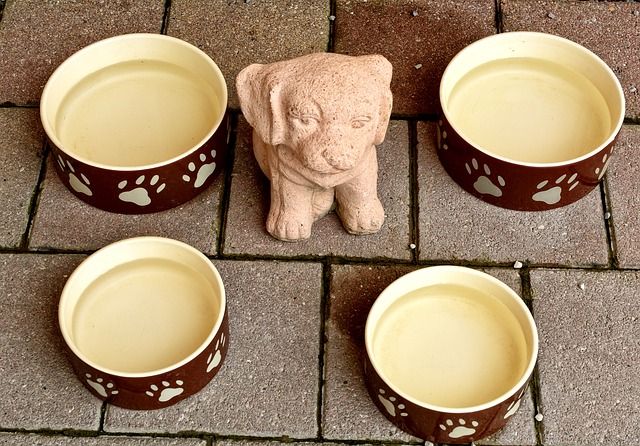 So leben auch Hunde-Senioren noch lange glücklich