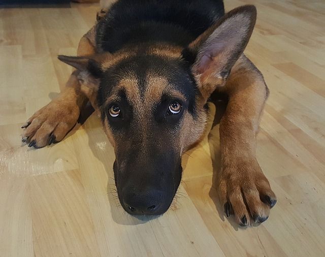 So leben auch Hunde-Senioren noch lange glücklich