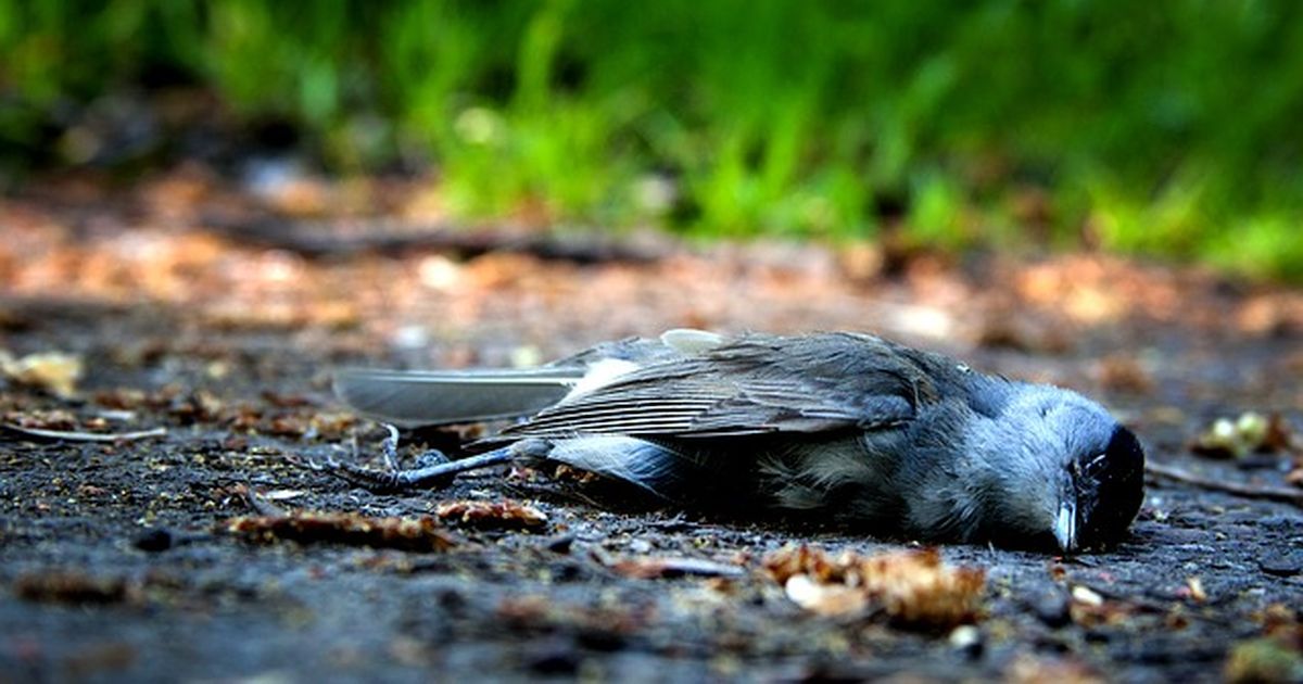 Woran Erkennt Man Das Ein Vogel Stirbt www.tierfans.net
