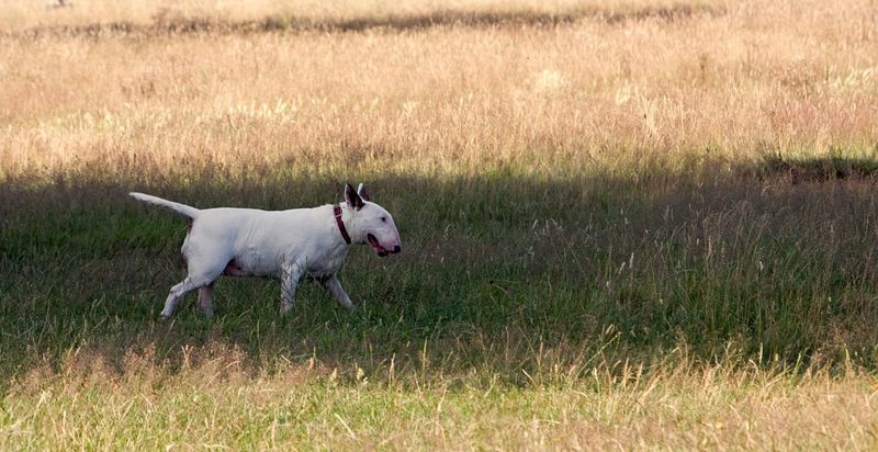 Vollidiot tätowiert seinen Hund