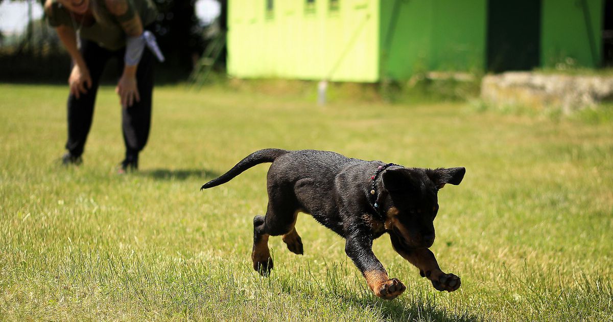 Rückrufprobleme Wenn der Hund nicht hören will