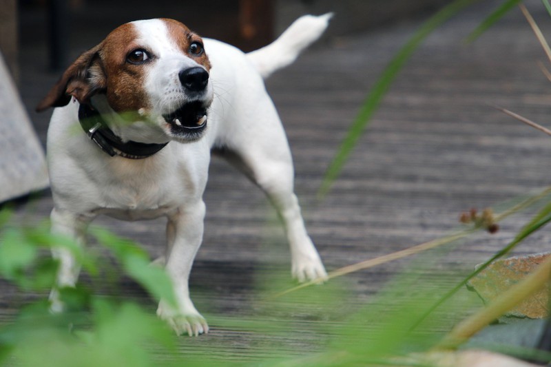 Als Jagdhund geht der Jack Russel Terrier immer wieder seinem Instinkt nach, was eine Erziehung deutlich erschwert.