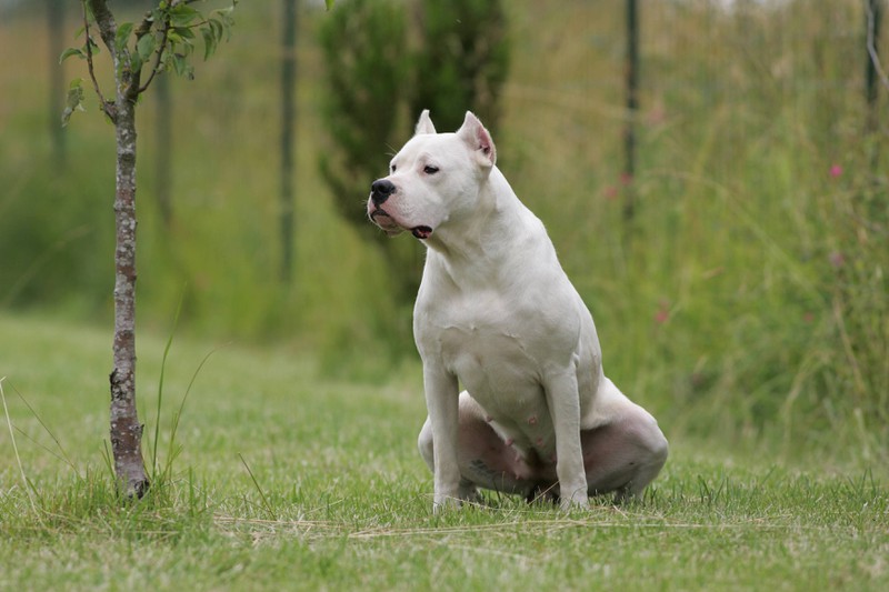 Als Jagdhund kann er ganz schön gefährlich werden: Der Dogo Argentino.