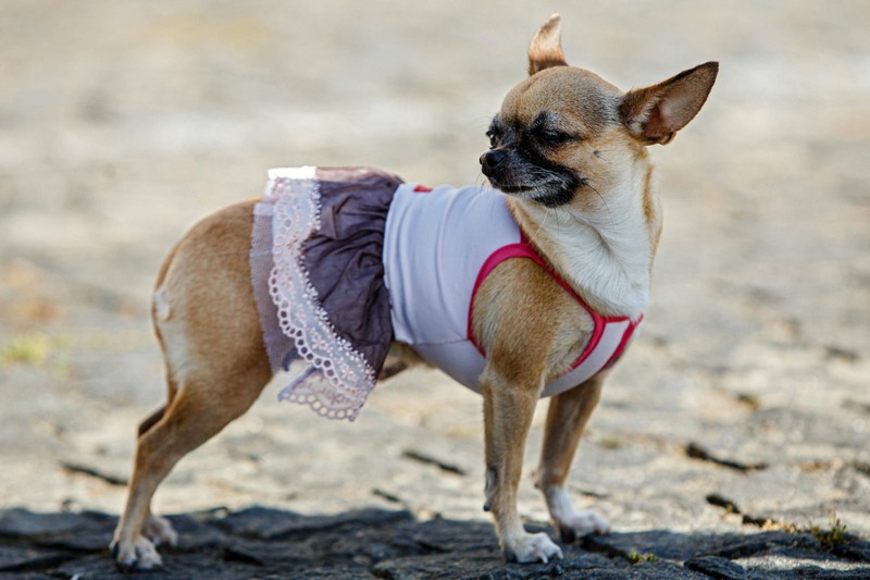 Den Chihuahua sollte man nicht unterschätzen; er kann ganz schön eigenwillig werden.