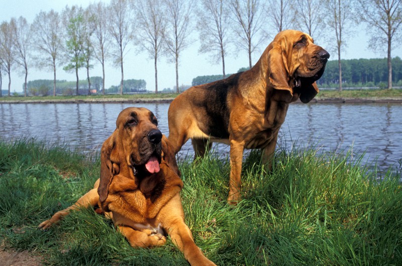 Der Bluthund zählt zu den ungehorsamsten Hunderassen.
