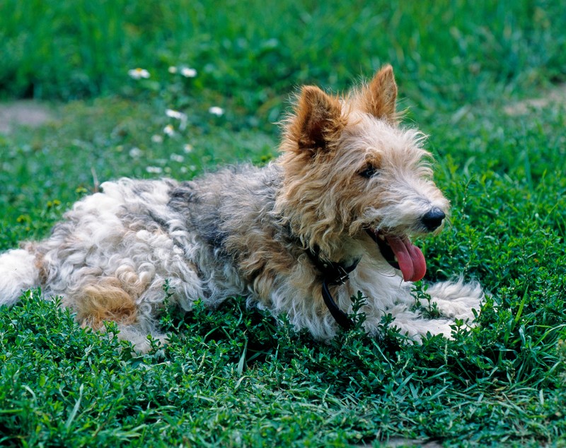 Entweder er ist total wild oder müde: Der Foxterrier.