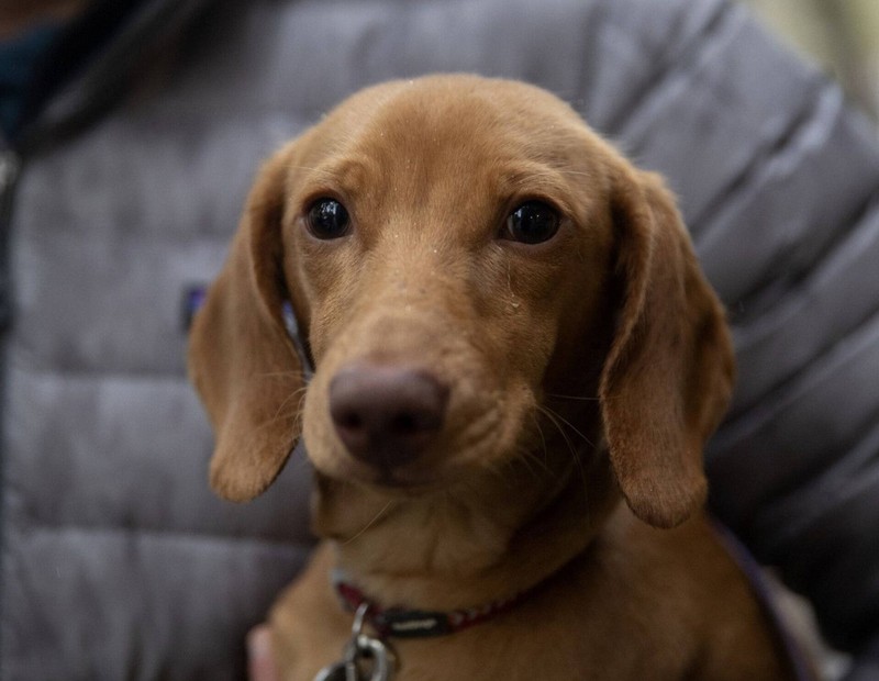 Er ist niedlich und ungehorsam zugleich: Der Dachshund.