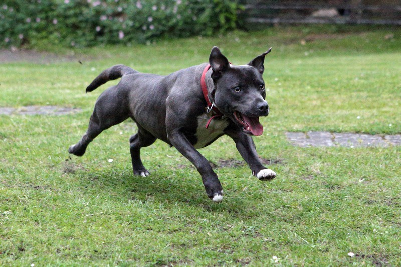 In England dient er oft als Rettungshund, doch zugleich zählt er zu den gefährlichsten Hunderassen: Der Staffordshire Bullterrier.