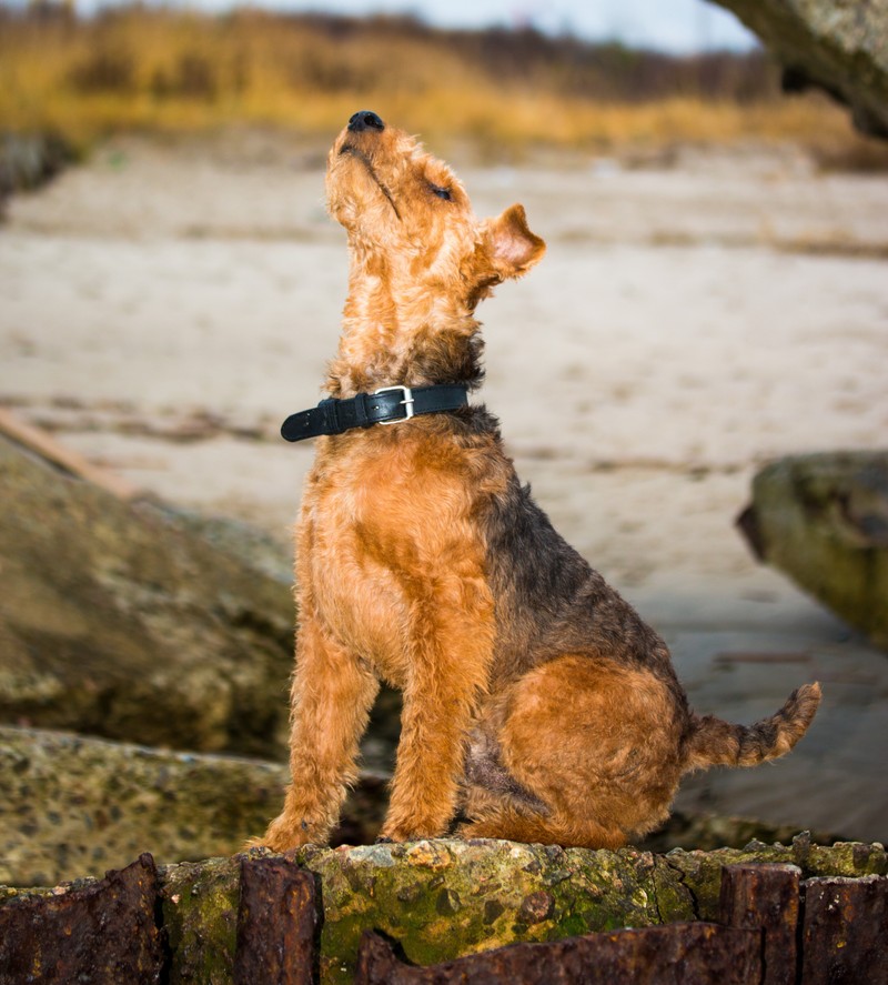 Kaiserlich und unberechenbar: Mit dem Welsh Terrier hat man viel Arbeit vor sich.