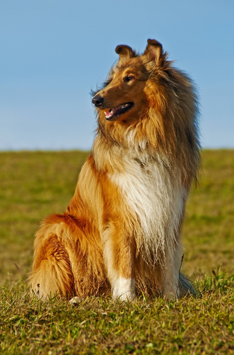 Treuer Familienhund mit einem starken Willen: Der Collie fordert seine Besitzer*innen heraus.