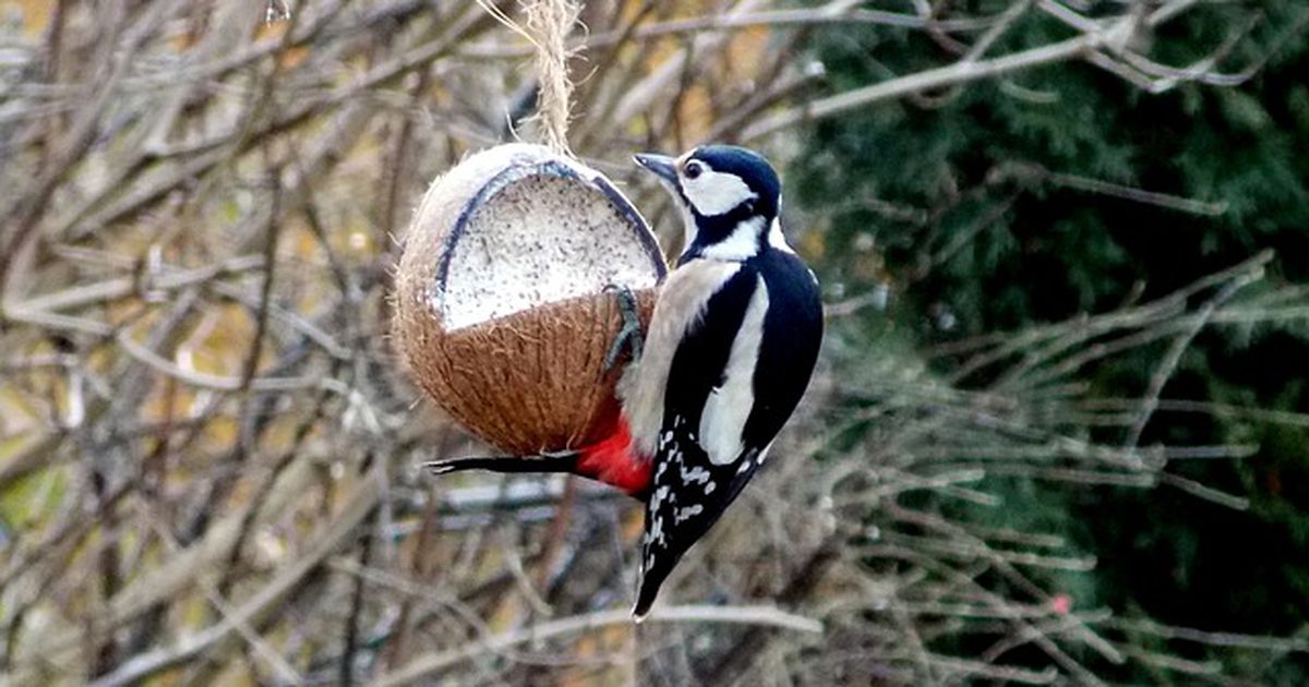 Wichtige Hinweise zur Vogelfütterung im Winter