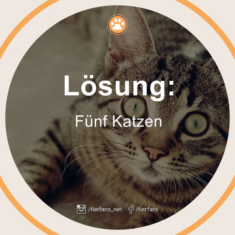 Katzen Können Mäuse Fangen Text