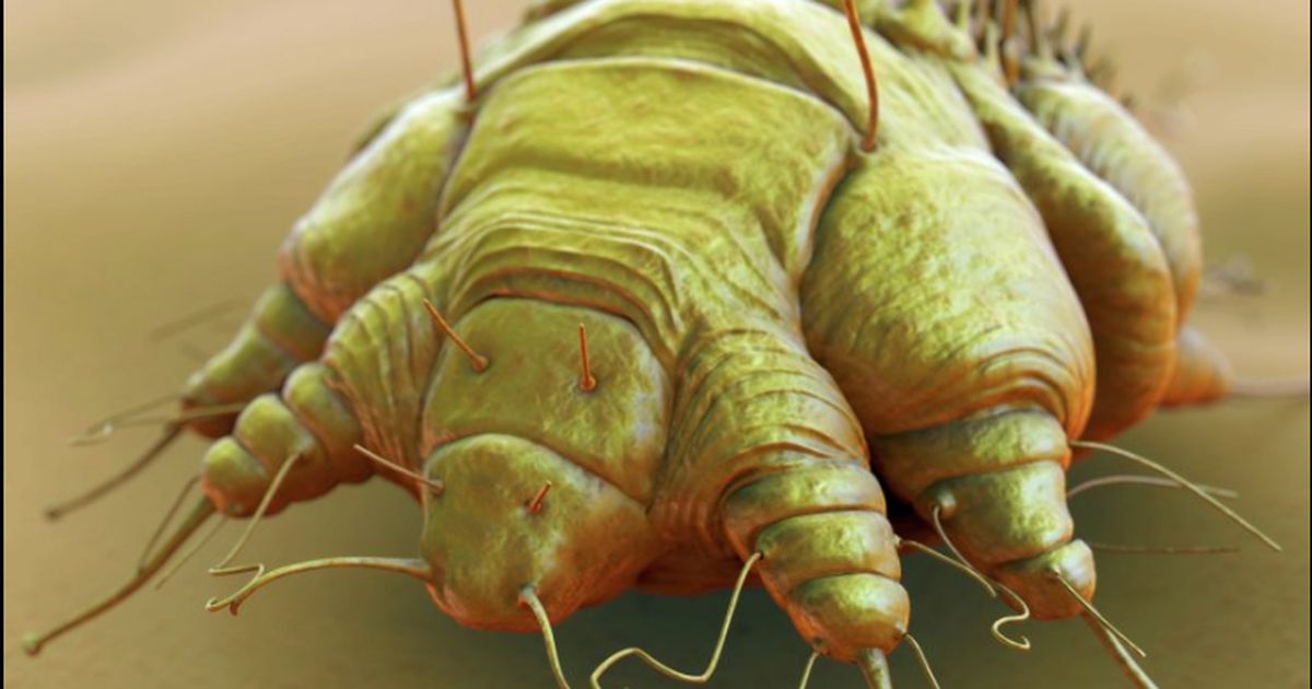 Diese Parasiten breiten sich wieder in Deutschland aus