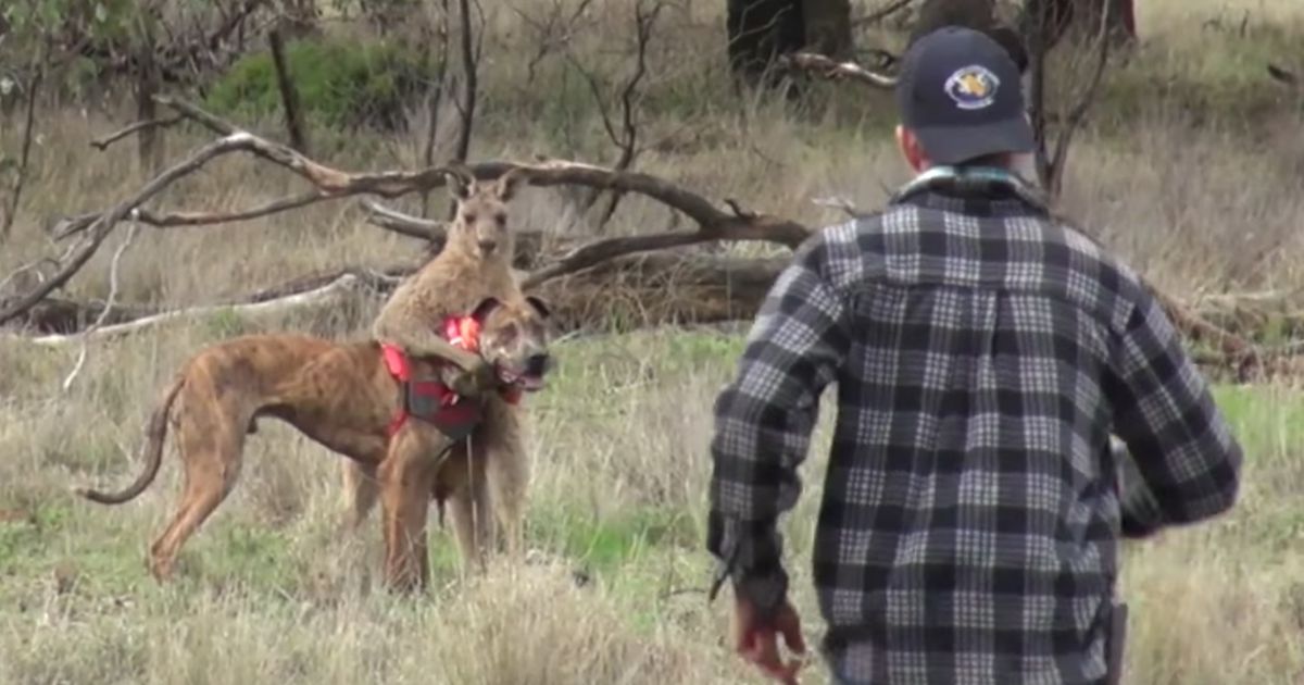 Um seinen Hund zu retten, schlägt dieser Mann einem Känguru ins Gesicht