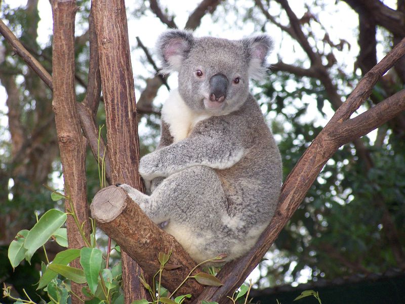 So rettet ein Mann einen Koala vor dem Ertrinken
