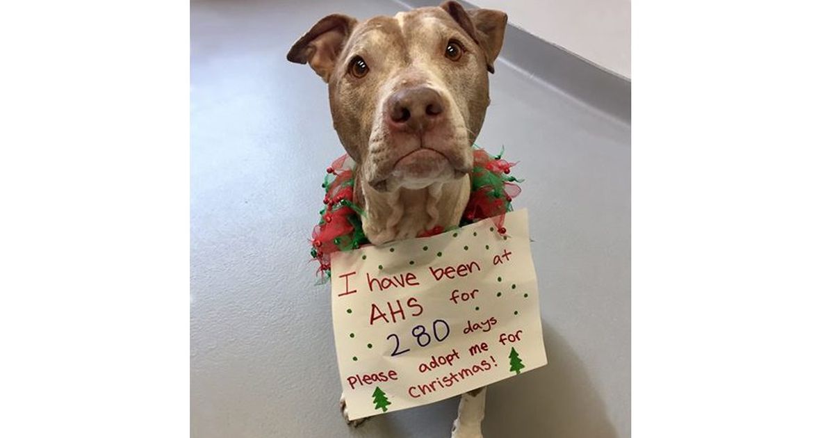 Dieser Hund hat zu Weihnachten nur einen einzigen Wunsch