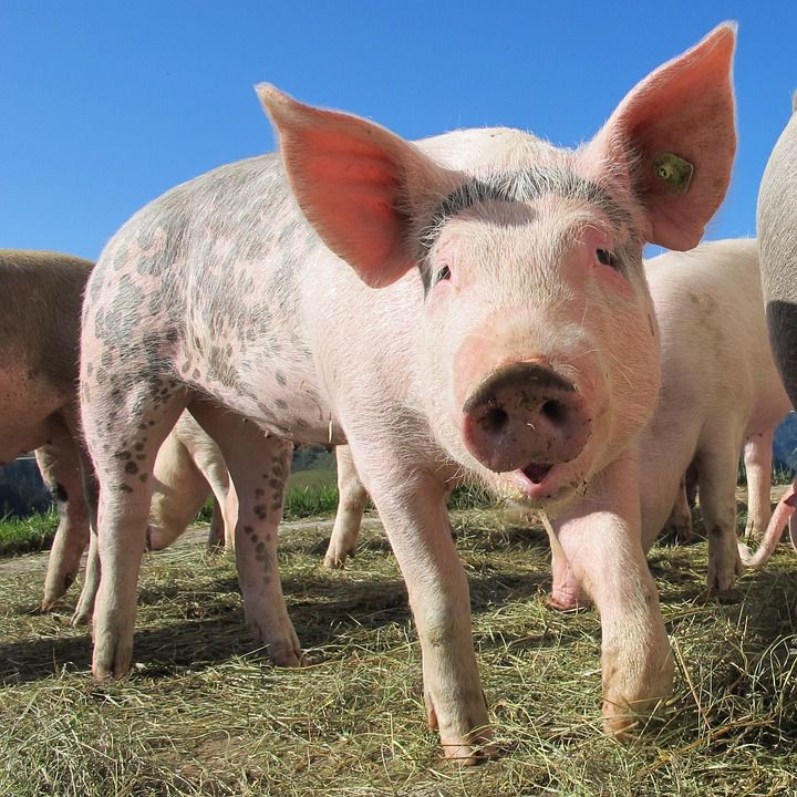 So viele Vegetarier gibt es mittlerweile in Deutschland