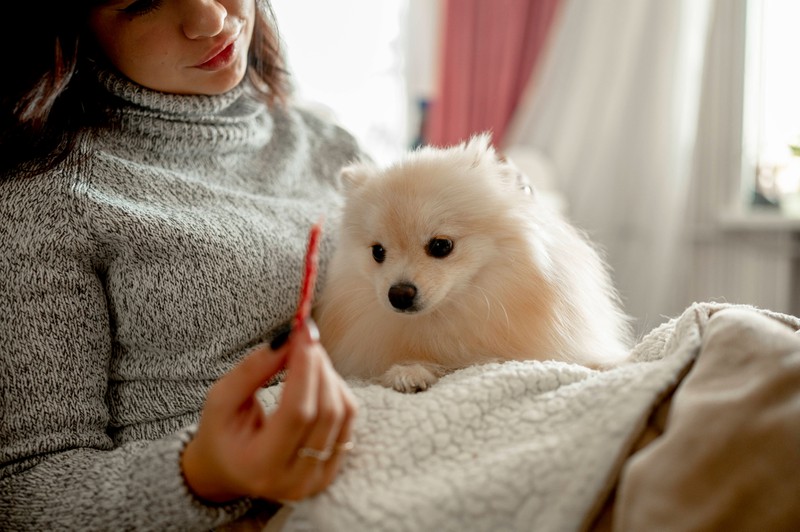 Für Hunde, die Koprophagie zeigen, kann eine Geschmacksveränderung des Kots durch spezielle kommerzielle Produkte erwogen werden.
