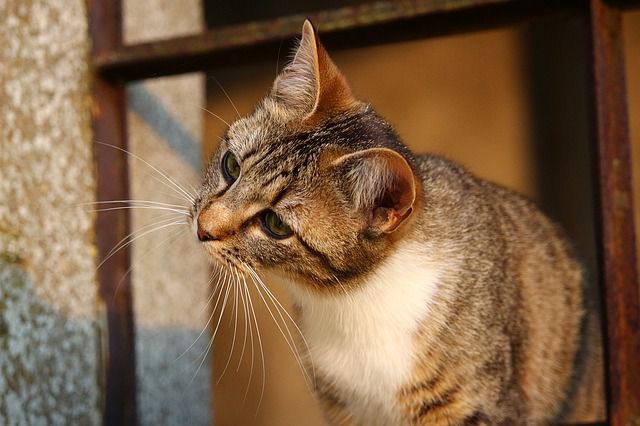 Dieses Katzenspielzeug kann richtig gefährlich sein