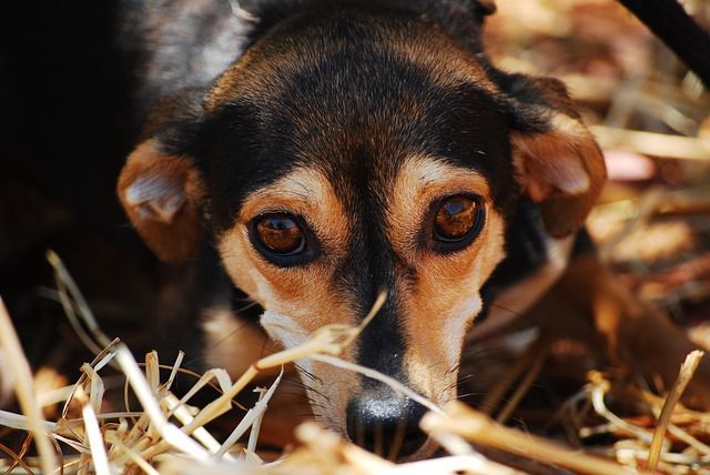Tödliche Hundekrankheit ist wieder aufgetaucht!