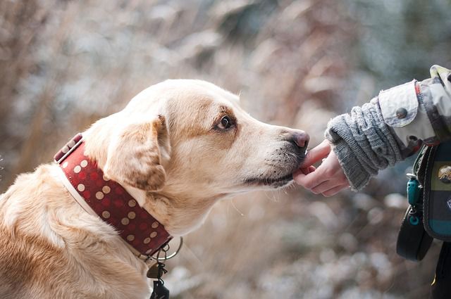 Tödliche Hundekrankheit ist wieder aufgetaucht!