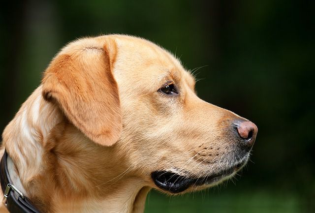 Tödliche Hundekrankheit ist wieder aufgetaucht!