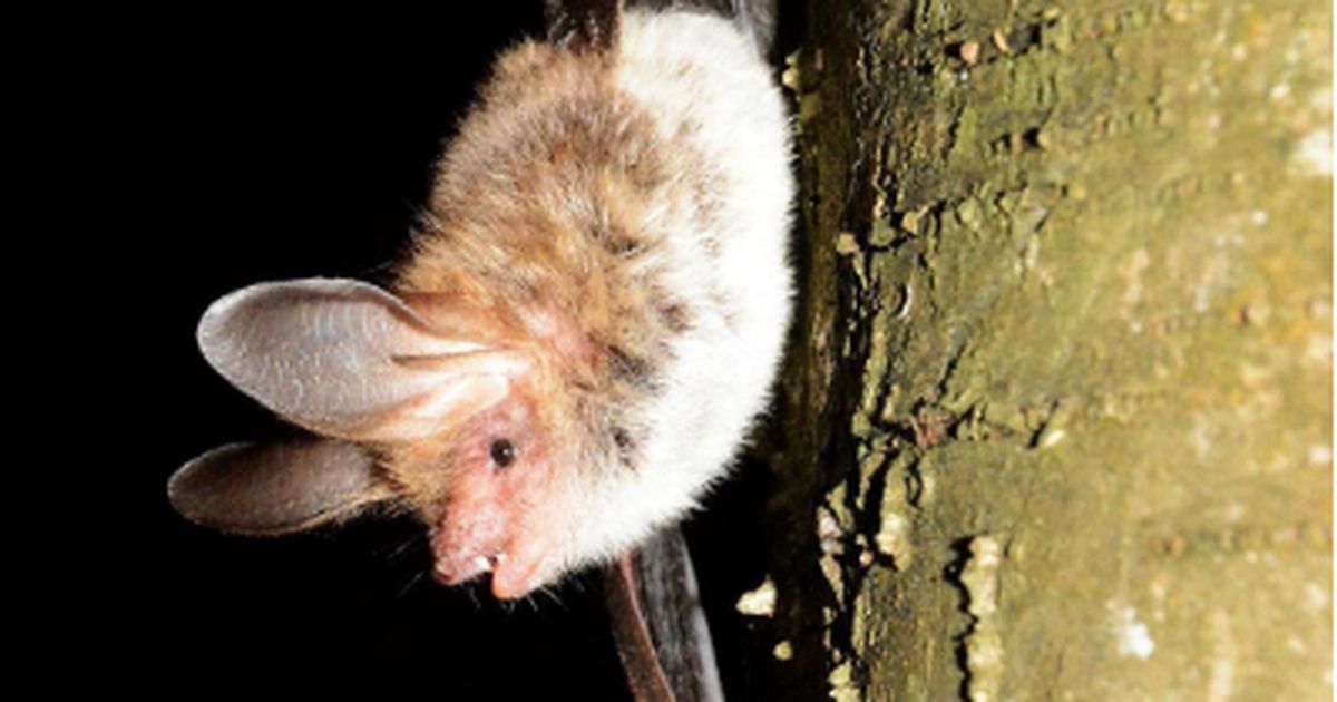 In Deutschland leben mehr Fledermäuse als je zuvor