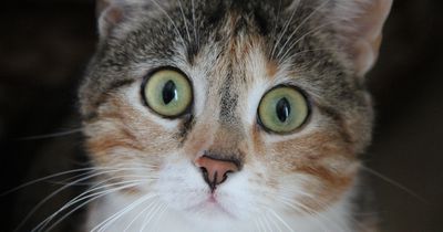 Dringend Zuhause gesucht: Wer rettet diese Katzen?