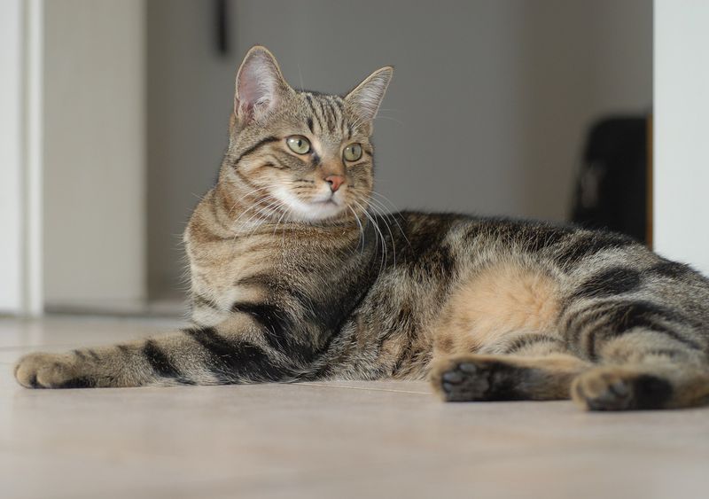 Dringend Zuhause gesucht: Wer rettet diese Katzen?