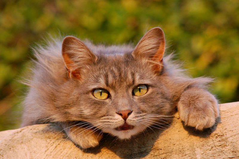 Dringend Zuhause gesucht: Wer rettet diese Katzen?