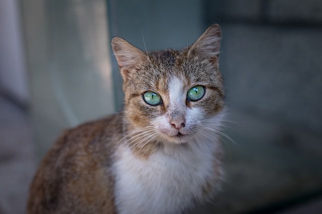 Katze wurde vor dem Hungertod gerettet