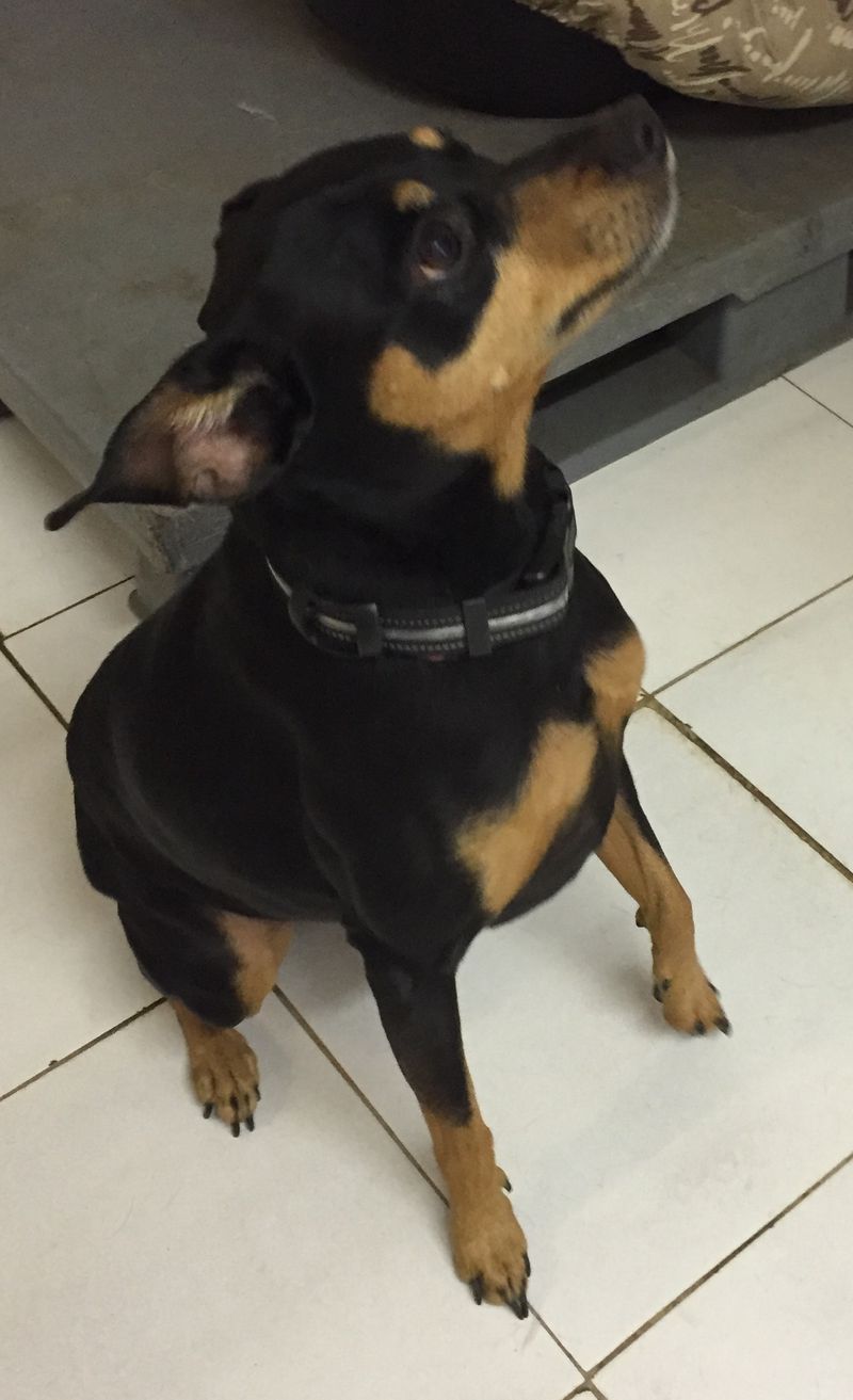 Wer hat ein Zuhause für diesen kleinen Pinscher-Mix?