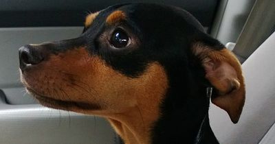 Wer hat ein Zuhause für diesen kleinen Pinscher-Mix?